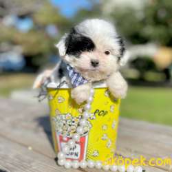 Morkie Teacup Yavrularımız 1