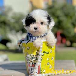 Morkie Teacup Yavrularımız 3
