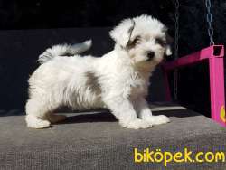 Morkie Yavru 4