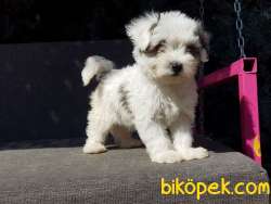 Morkie Yavru 2