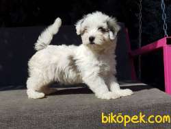 Morkie Yavru 3