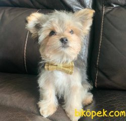 Morkie Yavrular Hic Buyumeyecek 5
