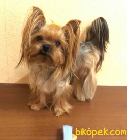 Morkie Yavrular Hic Buyumeyecek 1