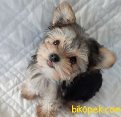 Morkie Yavrular Hic Buyumeyecek 4