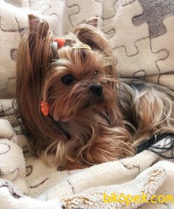 Morkie Yavrular Hic Buyumeyecek 3