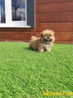 Morkie Yavruları 5