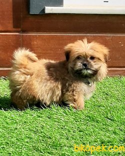 Morkie Yavruları 1