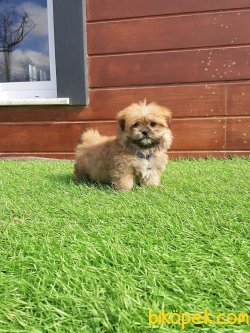 Morkie Yavruları 4