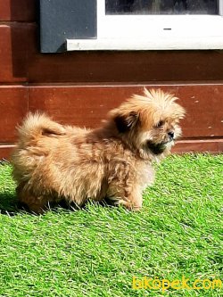 MORKIE YAVRULARI 1