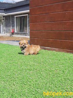 MORKIE YAVRULARI 5