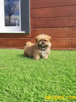MORKIE YAVRULARI 4