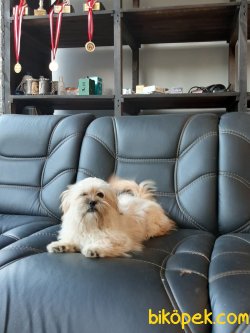 MORKIE YAVRULARI 2