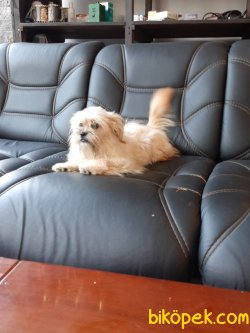 MORKIE YAVRULARI 3