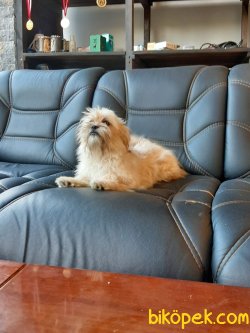 MORKIE YAVRULARI 5