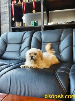 MORKIE YAVRULARI 4