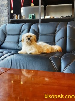 MORKIE YAVRULARI 1