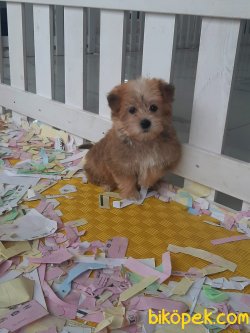 Morkie Yavruları 2