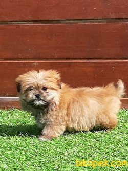 MORKIE YAVRULARI 1