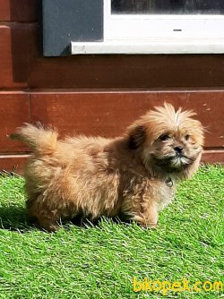 MORKIE YAVRULARI 4