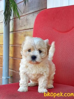 MORKIE YAVRULARI 2