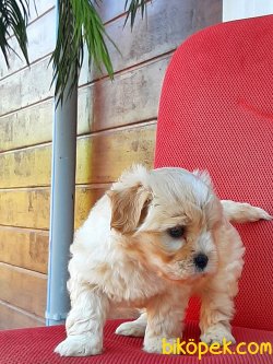 MORKIE YAVRULARI 3