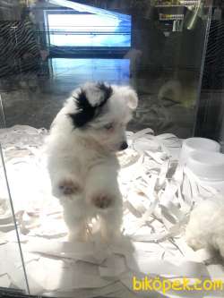 Morkie Yavruları 3