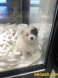 Morkie Yavruları 2