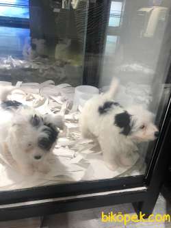 Morkie Yavruları 1