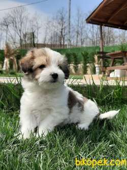 MORKİE YAVRULARI 3