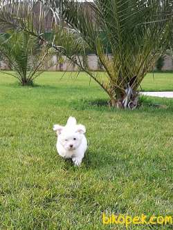 MORKİE YAVRULARI 1