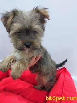 Morkie Yavrularımız Gelmiştir 1