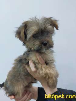 Morkie Yavrularımız Gelmiştir 2