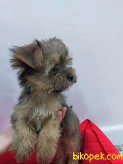 Morkie Yavrularımız Gelmiştir 3