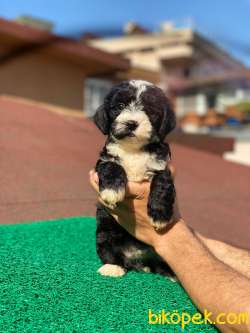 Morkie Yavrularımız Gelmiştir. 1
