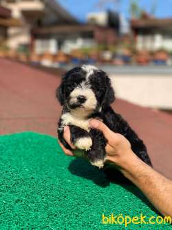 Morkie Yavrularımız Gelmiştir. 1