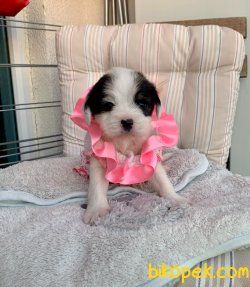 Morkie Yavrularımız Yuvasına Gitmeye Hazır 2