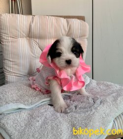 Morkie Yavrularımız Yuvasına Gitmeye Hazır 1