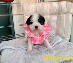 Morkie Yavrularımız Yuvasına Gitmeye Hazır 3