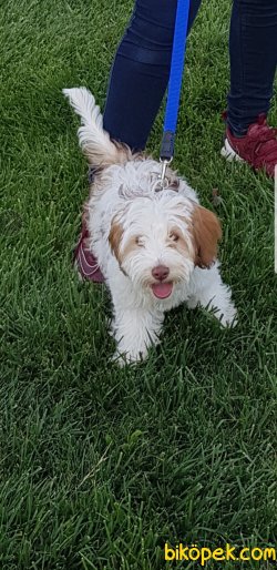 MORKIE YERLER 5 AYLIK Egitimli 1