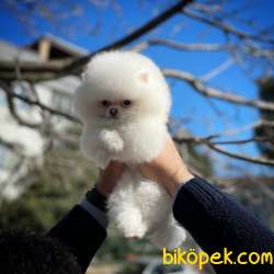 SHOW KALİTEDE SRC Lİ DİŞİ SAFKAN POMEREANİAN BOO 4