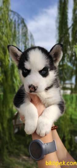 MUHTEŞEM A KALİTE HUSKY BEBEKLER 3