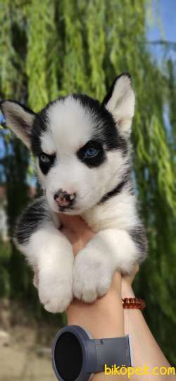 MUHTEŞEM A KALİTE HUSKY BEBEKLER 5