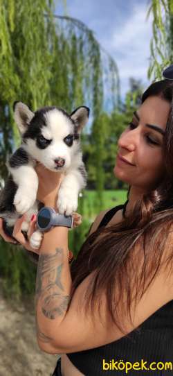 MUHTEŞEM A KALİTE HUSKY BEBEKLER 4