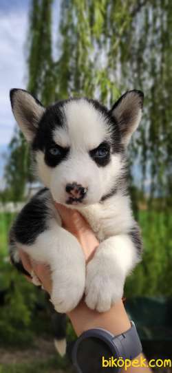 MUHTEŞEM A KALİTE HUSKY BEBEKLER 2