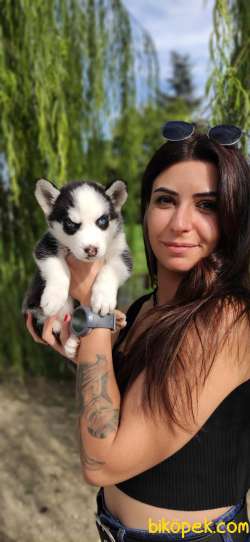 MUHTEŞEM A KALİTE HUSKY BEBEKLER 1