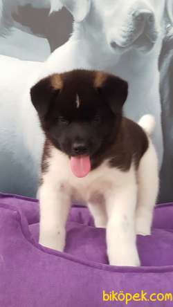 Muhtesem AMERİCAN AKITA YAVRULARI 3