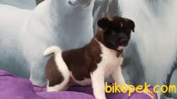 Muhtesem AMERİCAN AKITA YAVRULARI 5
