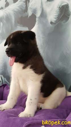 Muhtesem AMERİCAN AKITA YAVRULARI 2