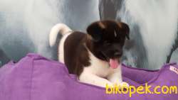 Muhtesem AMERİCAN AKITA YAVRULARI 4