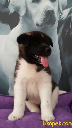 Muhtesem AMERİCAN AKITA YAVRULARI 1